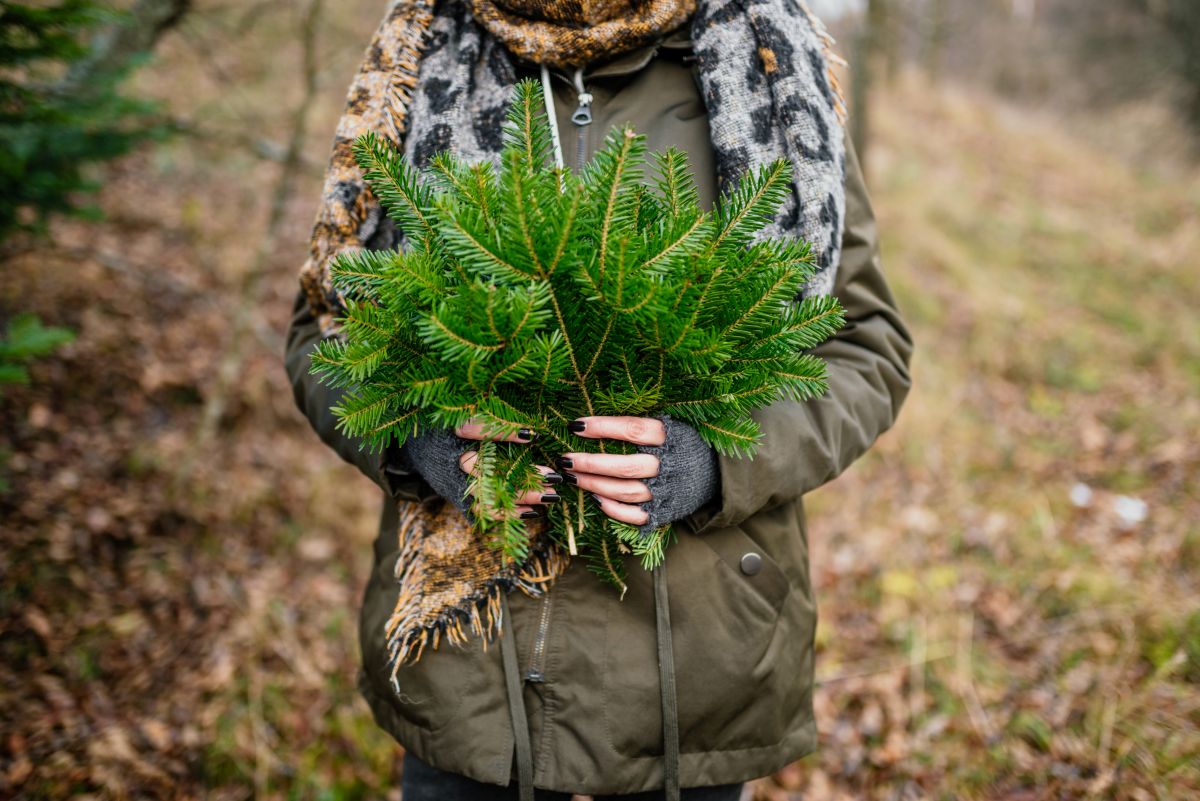 Person, der holder en lille bundt af stedsegrønne grene, der symboliserer bæredygtighed og miljøbevidst design